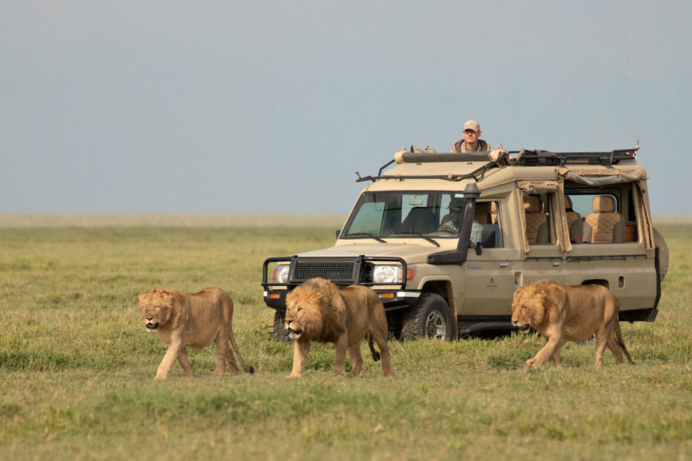 Serengeti safaris