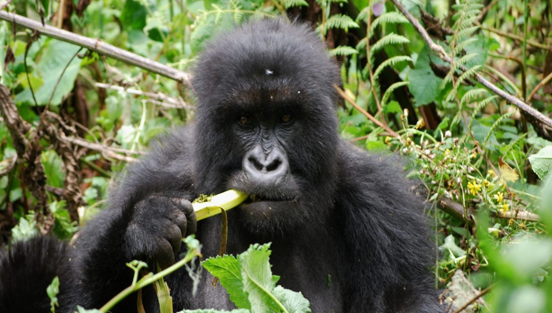 Rwanda Safari holidays