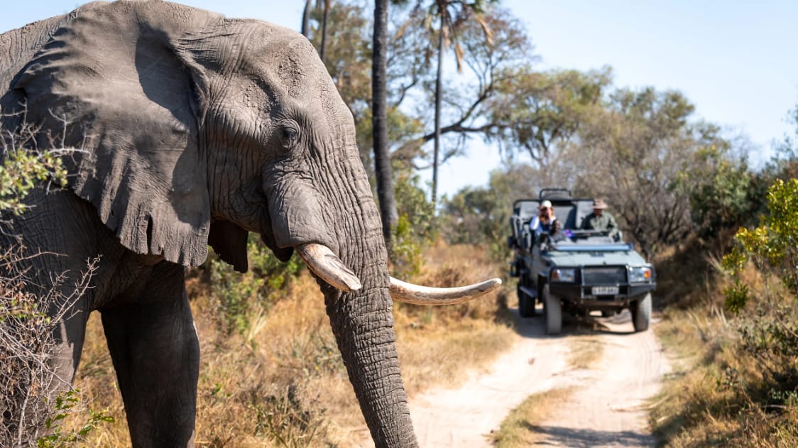 Zanzibar safari tours